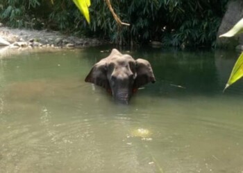 Kerala elephant