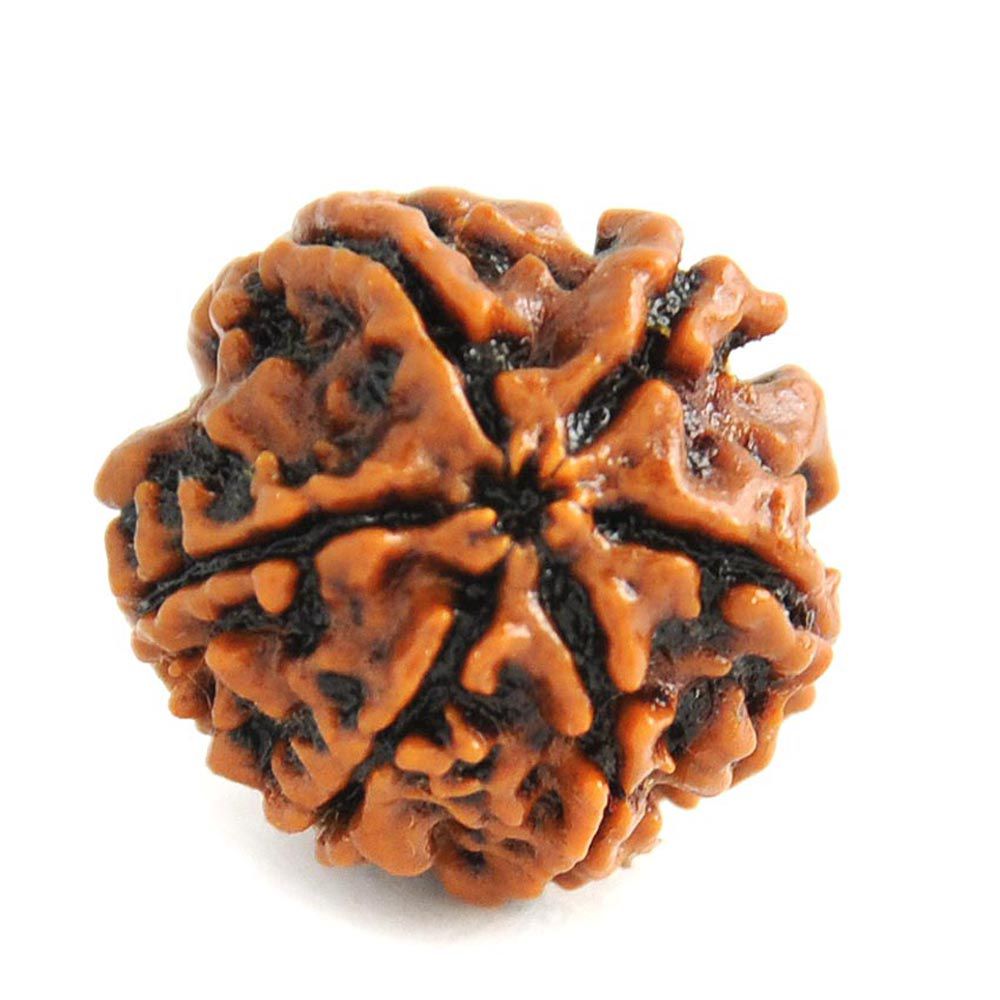 Buy 6 Mukhi Rudraksha Online Six Mukhi Rudraksha India Che Mukhi Rudraksha Price 6 Mukhi Rudraksh Original 6 Mukhi Rudraksha Benefits 6 Mukhi Rudraksha Rules 6 Mukhi Rudraksha Mantra