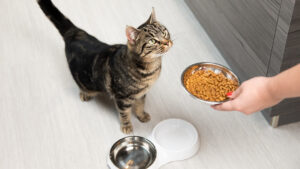 Article teaser cat feeding