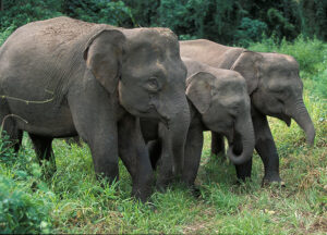 img bornean elephants